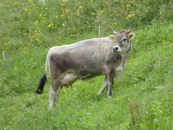 Vaca Nas Montanhas Sul Tirol Itália Europa Pastoreio Grama Verde — Fotografia de Stock