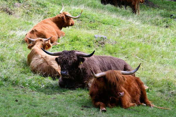 Корова Горах Южного Тироля Италия Европа Пасущаяся Зеленая Трава Луговые — стоковое фото