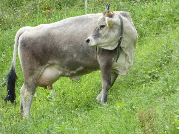 Cow Mountains South Tyrol Italy Europe Grazing Green Grass Meadow — Stock Photo, Image