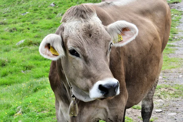 Vache Dans Les Montagnes Tyrol Sud Italie Europe Pâturage Herbe — Photo