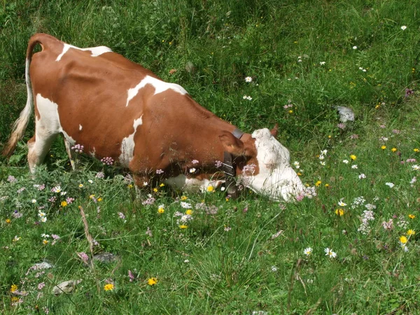 Cow Mountains South Tyrol Italy Europe Grazing Green Grass Meadow — Stock Photo, Image