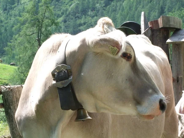 Kuh Den Bergen Südtirols Italien Europa Grast Grüne Graswiese — Stockfoto