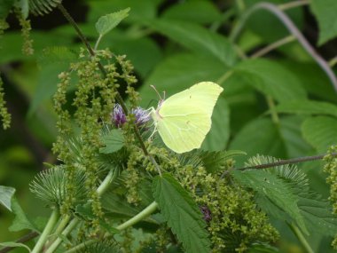 kükürt kelebek bir ısırgan otu çiçeği üzerinde ormanda sarı