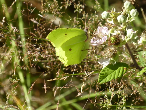 Jaune Soufre Papillon Dans Forêt Sur Fleur Blanche Mûrier — Photo