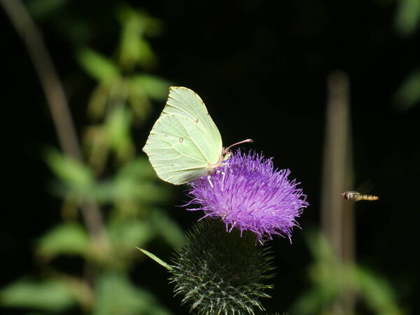 yellow brimstone Butterfly on the Purple blossom of a thistle Flower in the forest 