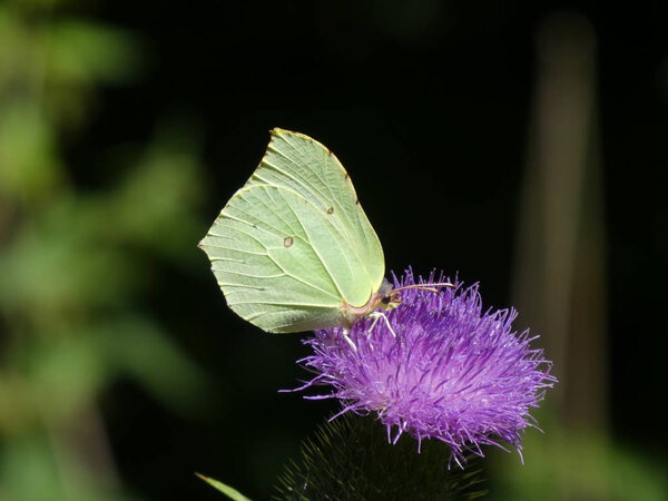yellow brimstone Butterfly on the Purple blossom of a thistle Flower in the meadow