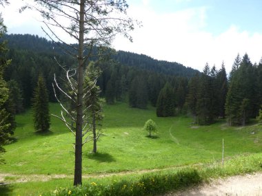 zirve rock Panorama Manzara Güney Tirol İtalya Avrupa yeşil yüksek dağlarda çimen çayır ağaçları orman güneş güneş ışığı