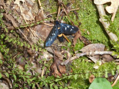 Dokuz benekli güve siyah sarı noktalar buterfly İtalya'nın dağlarında