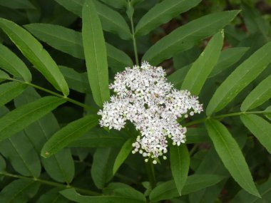 bahar ormanında bir cüce mürver Bush Beyaz çiçeği