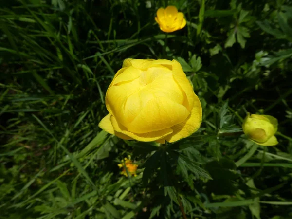 Globeflower Com Flor Amarela Nas Montanhas Itália — Fotografia de Stock