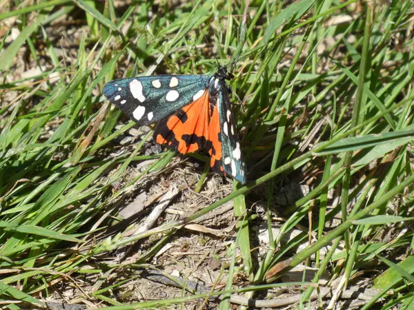 Burnet Moths Black Red Buterfly Mountains Italy — стоковое фото