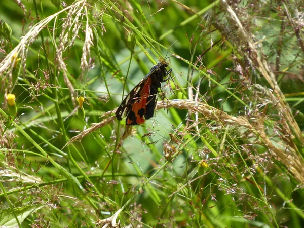 Burnet Moths Black Red Buterfly Mountains Italy — стоковое фото