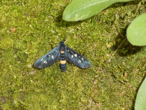 Papillon Nuit Neuf Points Noir Jaune Papillon Dans Les Montagnes — Photo