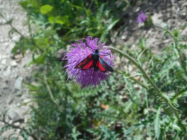 Σκώροι Burnet Μαύρο Κόκκινο Πεταλούδα Στα Βουνά Της Ιταλίας — Φωτογραφία Αρχείου