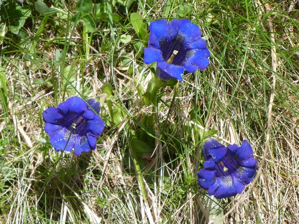 Genciana Con Flor Azul Primavera Las Montañas Italia —  Fotos de Stock