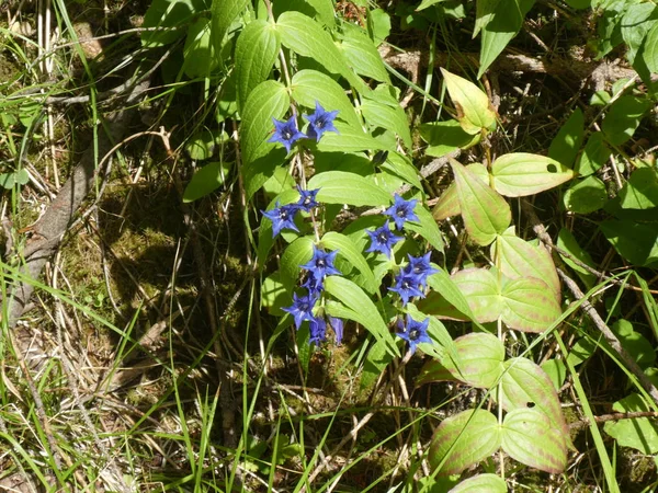 Talya Nın Dağlarında Bahar Mavi Çiçeği Ile Centiyana — Stok fotoğraf