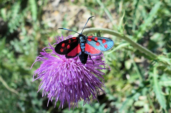 在意大利山区的伯内特飞蛾黑色红色小翼 免版税图库图片