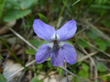 menekşe mavi çiçek bahar yeşil çim çayır dağlarında ile