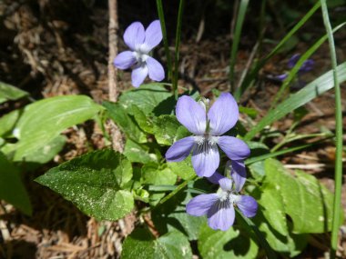 menekşe mavi çiçek bahar yeşil çim çayır dağlarında ile