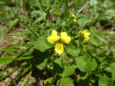 menekşe çiçek bahar dağlara sarı çiçek ile