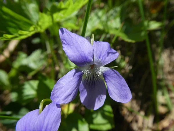 Violet Blue Blossom Mountains Spring Green Grass Meadow — Stock Photo, Image