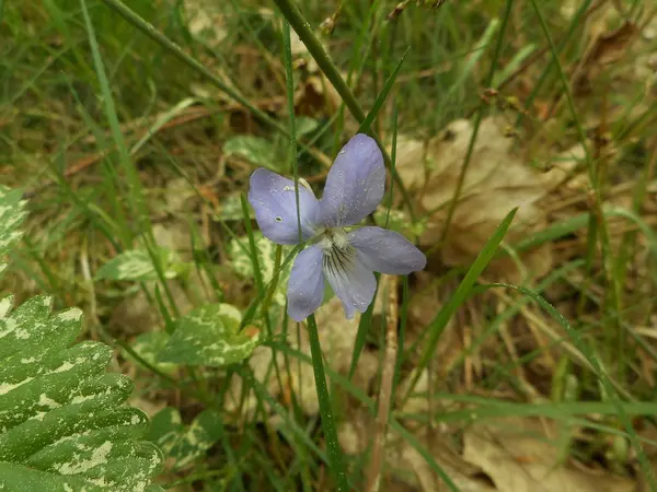 Violeta Com Flor Azul Nas Montanhas Prado Grama Verde Primavera — Fotografia de Stock