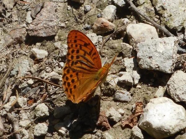 Большая Коричневая Оранжевая Бабочка Сидящая Полу Лесу — стоковое фото