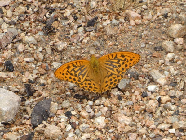 Большая Коричневая Оранжевая Бабочка Сидящая Полу Лесу — стоковое фото