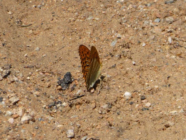 Grande Borboleta Laranja Marrom Sentado Chão Floresta — Fotografia de Stock