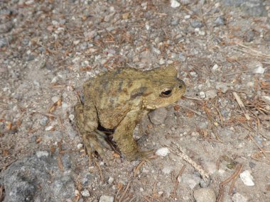 Ormanda büyük kahverengi kurbağa 