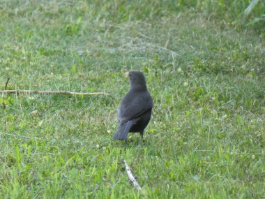 Blackbird ormanda yiyecek baharda arama