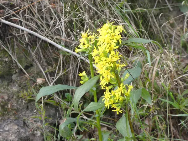 Altın Başak Çiçek Bahar Ile Sarı Çiçeği Ormanında — Stok fotoğraf