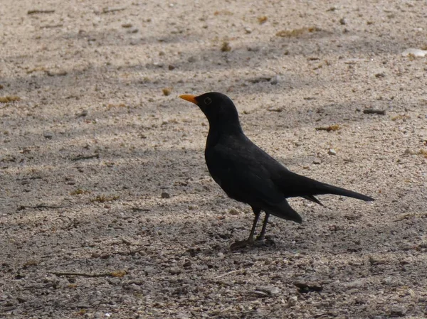 Blackbird Forest Searching Food Spring — Stock Photo, Image