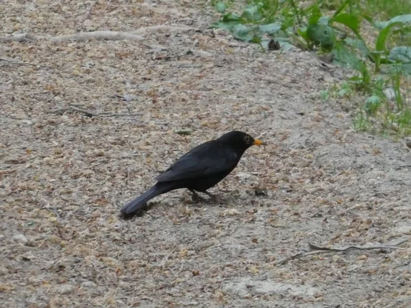 Blackbird Forest Searching Food Spring — Stock Photo, Image