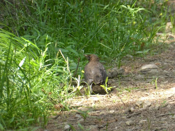 Mirlo Bosque Busca Comida Primavera — Foto de Stock