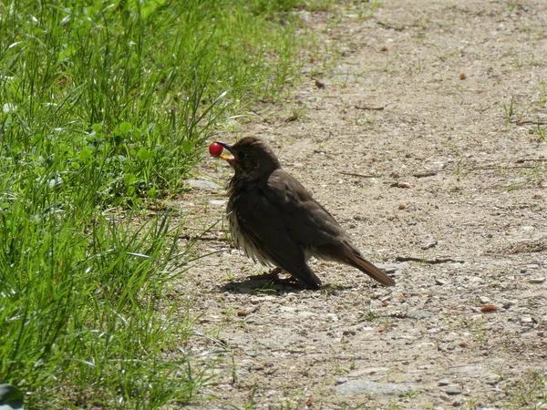 Polluelo Pájaro Peluche Bosque Con Una Baya Roja Pico — Foto de Stock