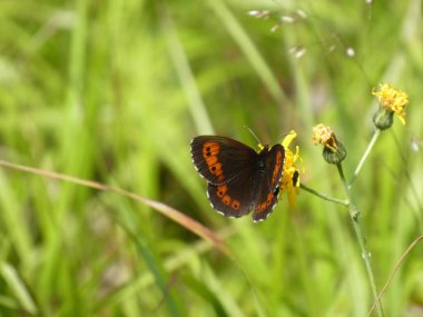 Viski argus kelebek turuncu Brown bir çiçek sarı bir çiçek üzerinde oturan