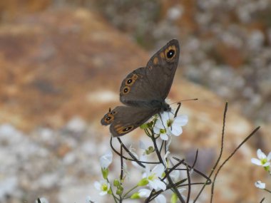 Viski argus kelebek ormanın içinde beyaz bir çiçek üzerinde turuncu Brown