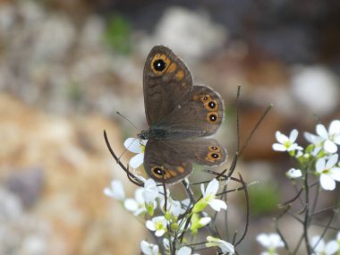 Viski argus kelebek ormanın içinde beyaz bir çiçek üzerinde turuncu Brown