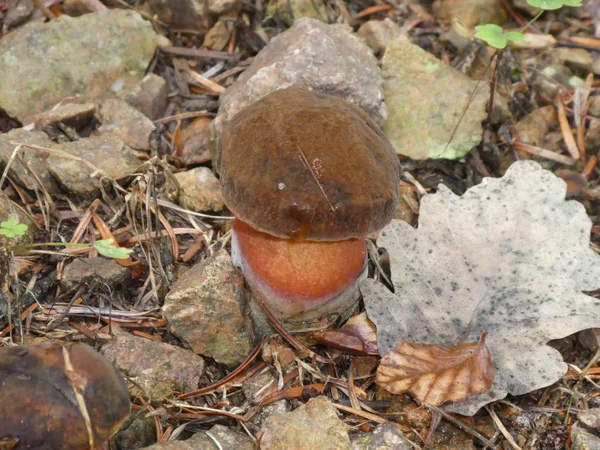 Scarletine Bolete Champignon Brun Rouge Dans Forêt Automne — Photo