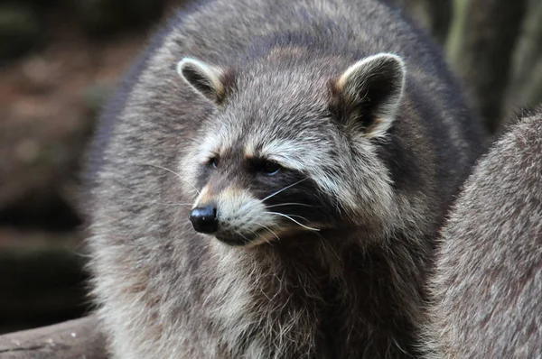 Racoon siyah gri orman vahşi hayvan beyaz