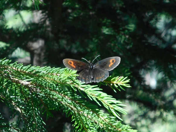 Scotch Argus Πεταλούδα Πορτοκαλί Καφέ Που Κάθεται Ένα Κλαδί Από — Φωτογραφία Αρχείου