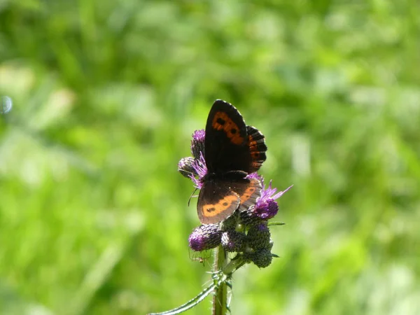 Scotch Argus Καφέ Πεταλούδα Πορτοκαλί Κάθεται Ένα Μοβ Άνθος Της — Φωτογραφία Αρχείου