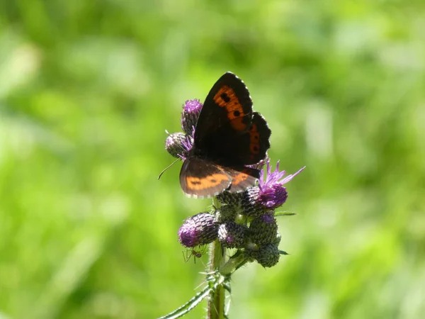 Scotch Argus Καφέ Πεταλούδα Πορτοκαλί Κάθεται Ένα Μοβ Άνθος Της — Φωτογραφία Αρχείου