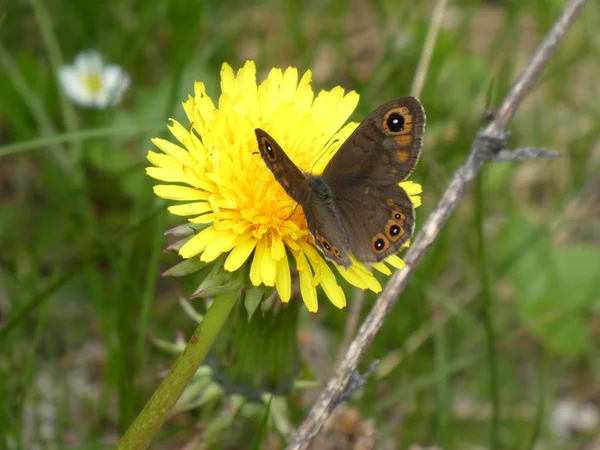 Scotch Argus Pomarańczowy Brązowy Żółty Kwiat Kwiat Mniszek Motyl — Zdjęcie stockowe