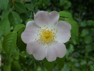 İtalya'nın dağlarında yabani gül Bush hafif pembe çiçeği