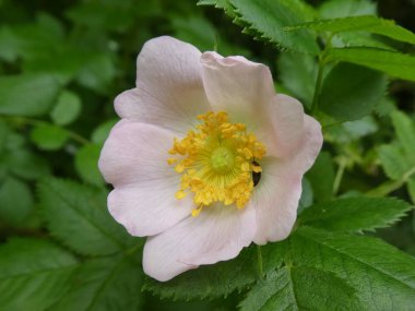 İtalya'nın dağlarında yabani gül Bush hafif pembe çiçeği