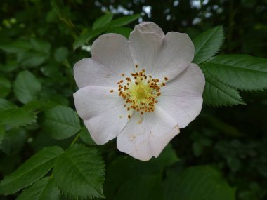 İtalya'nın dağlarında yabani gül Bush hafif pembe çiçeği