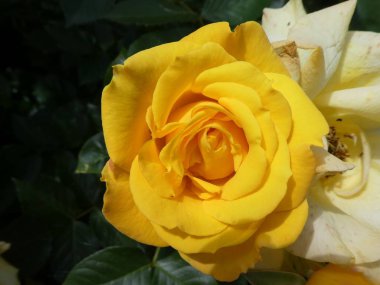 sarı çiçek bahar bahçesinde Gül Bush