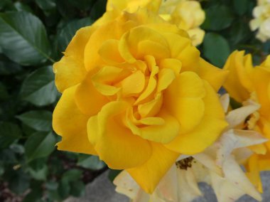 sarı çiçek bahar bahçesinde Gül Bush